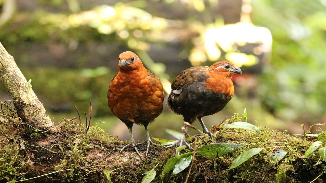 Avistamiento De Aves foto 9