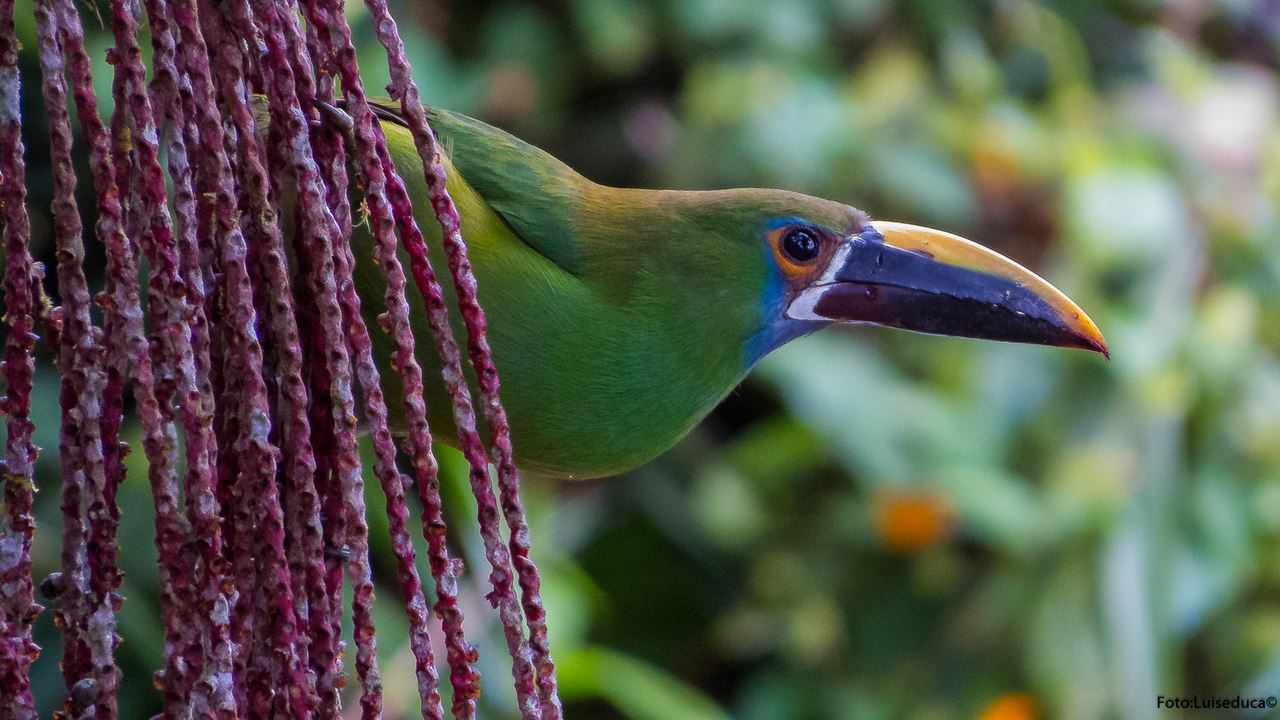 Avistamiento De Aves foto 4