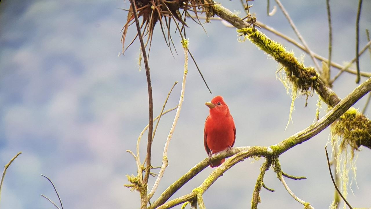 Avistamiento De Aves foto 8