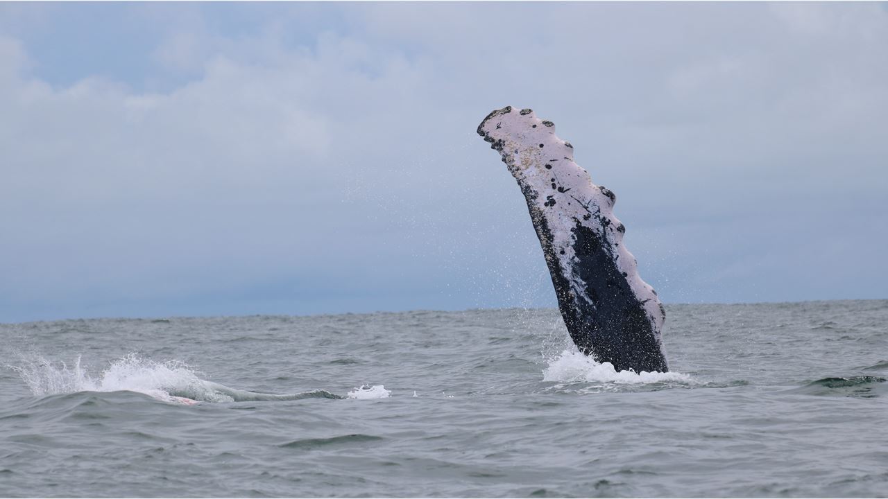 Whale Watching In Malaga Bay foto 2
