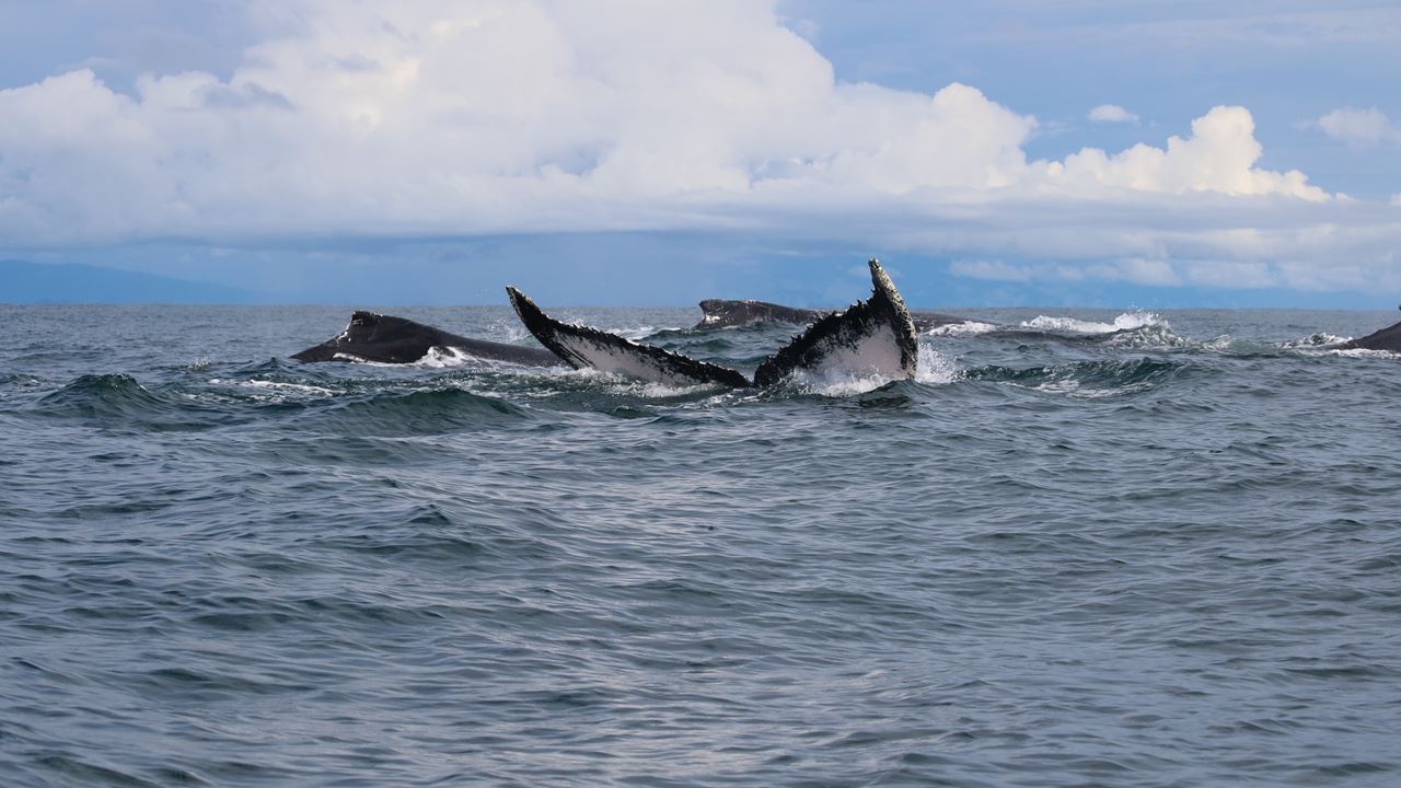 Whale Watching In Malaga Bay foto 9