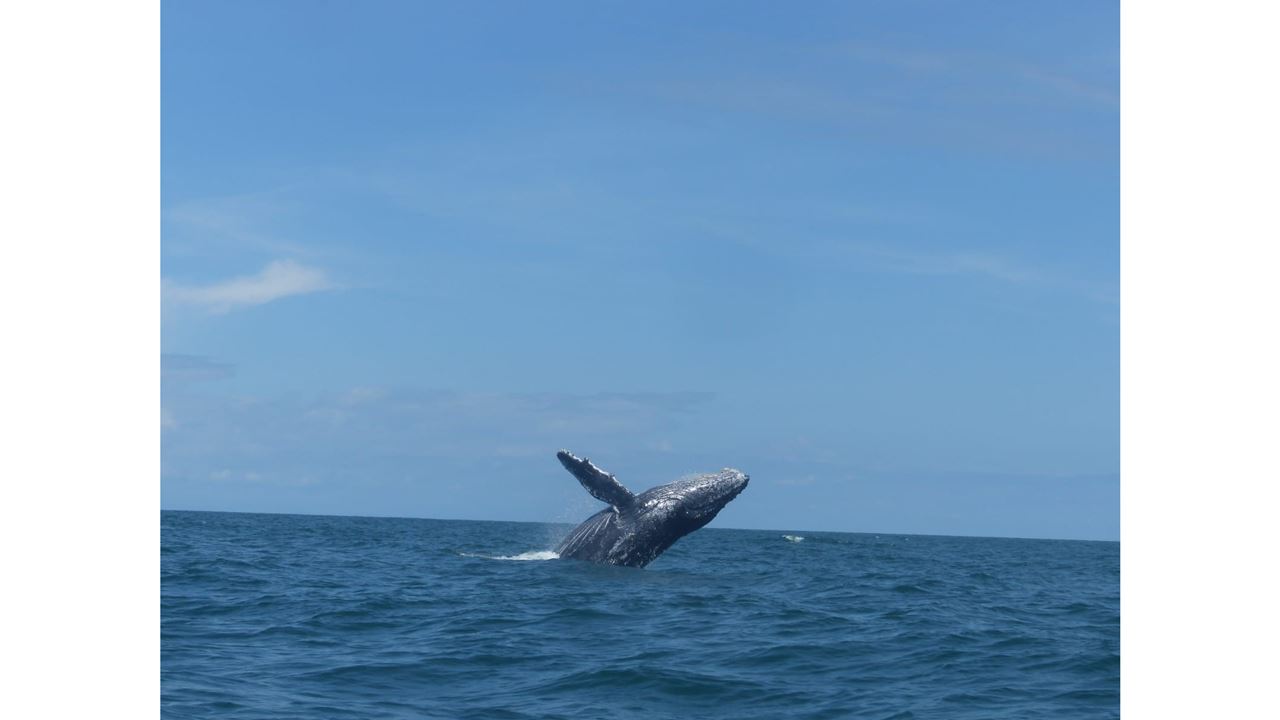 Whale Watching In Malaga Bay foto 8