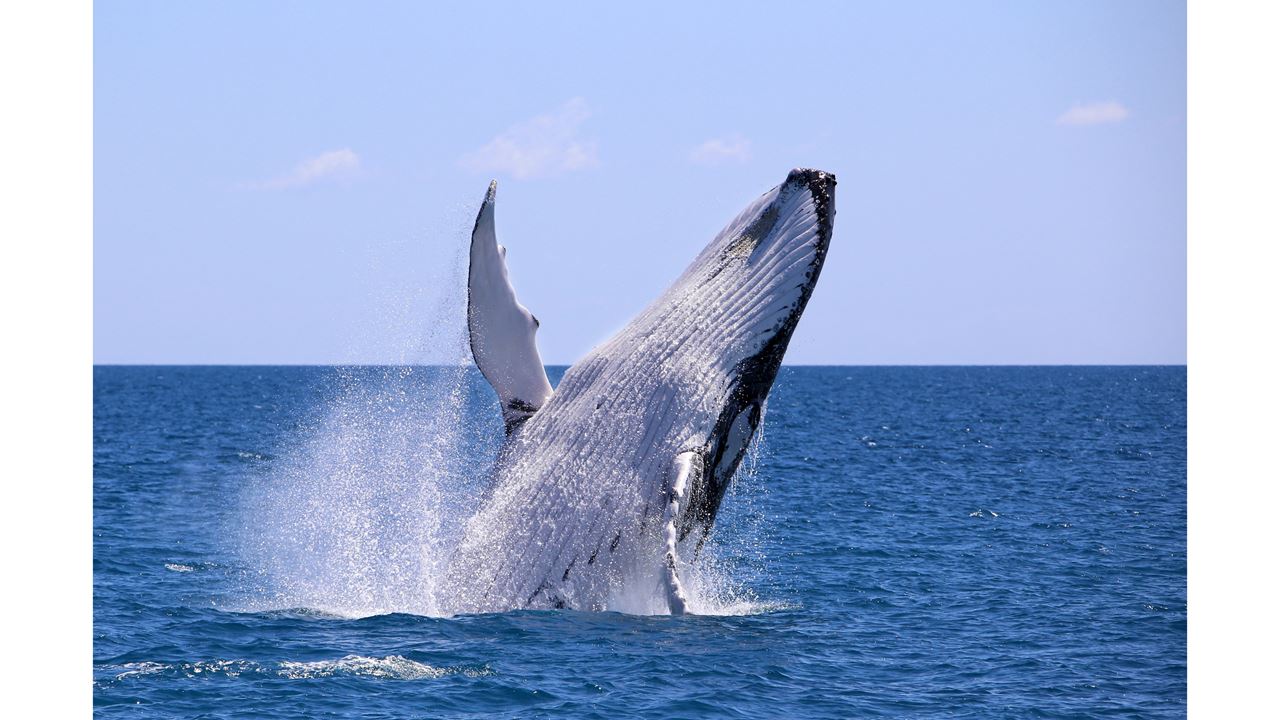 Whale Watching In Malaga Bay foto 1