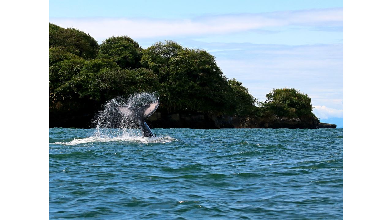 Whale Watching In Malaga Bay foto 5