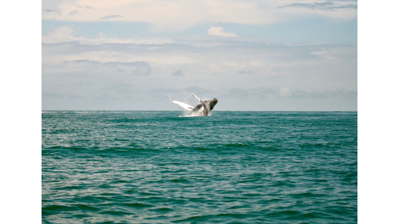Whale Watching In Malaga Bay foto 6