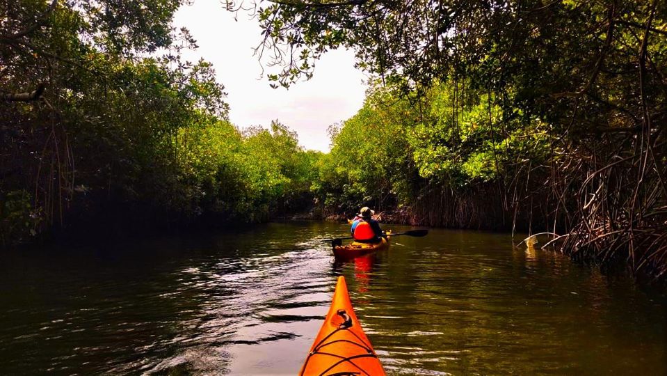 Barú By Kayak: An Immersion In Natural Beauty foto 6