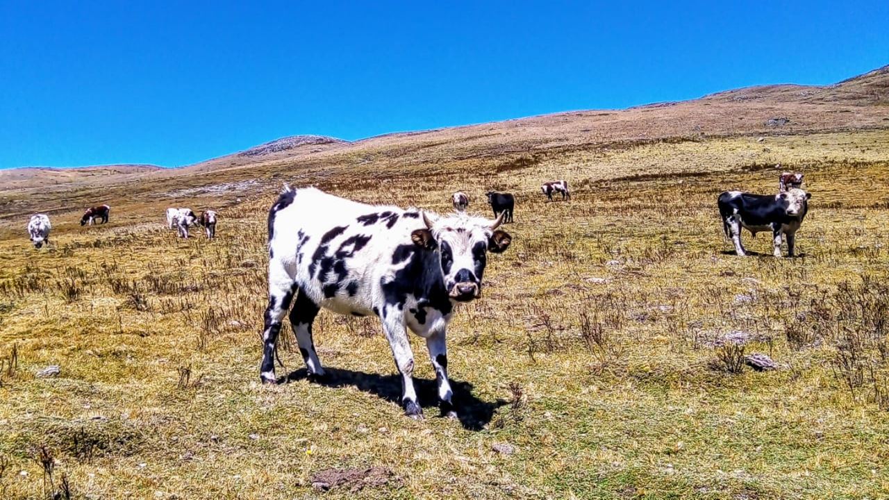 Explora El Páramo De Santurbán foto 7