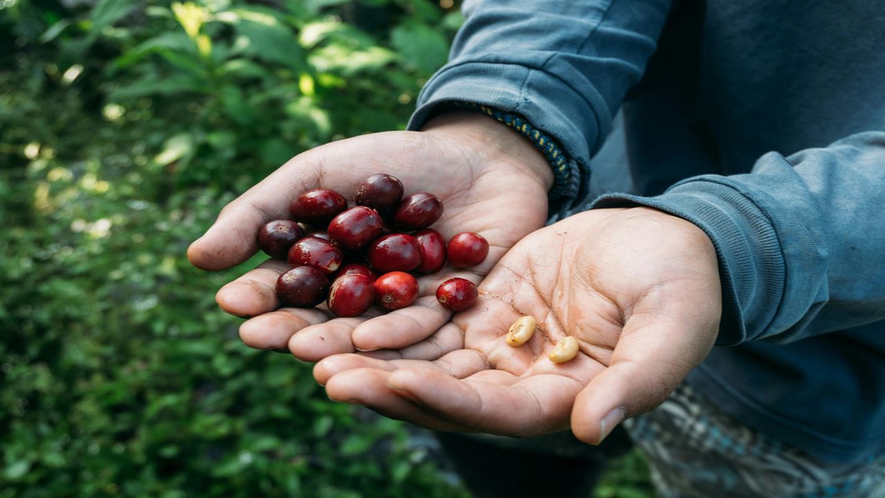Finca El Ocaso: Tour Cafetero Con Jeep Willys, Cosecha Y Cata De Café
 foto 2