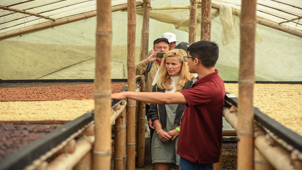Finca El Ocaso: Tour Cafetero Con Jeep Willys, Cosecha Y Cata De Café
 foto 3