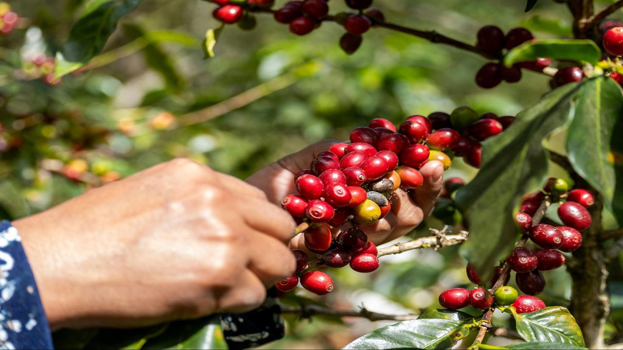 Finca El Ocaso: Tour Cafetero Con Jeep Willys, Cosecha Y Cata De Café
 foto 5