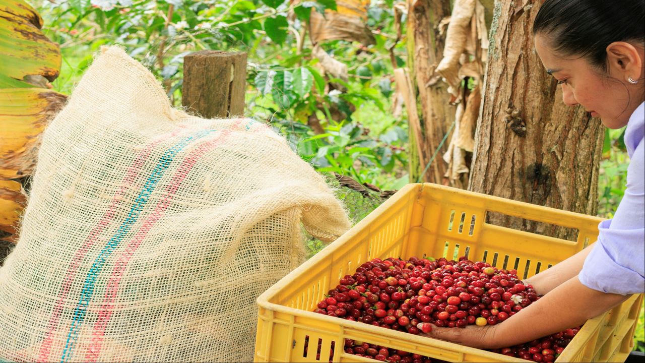 Finca El Ocaso: Tour Cafetero Con Jeep Willys, Cosecha Y Cata De Café
 foto 4