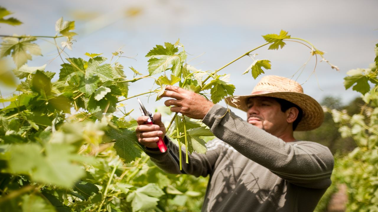 Hacienda Paraíso E A Rota Do Vinho foto 4