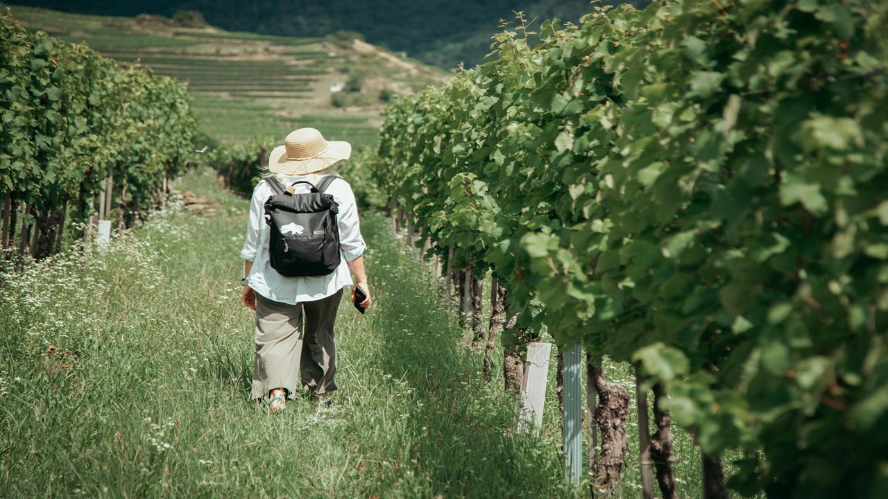 Hacienda Paraíso E A Rota Do Vinho foto 6