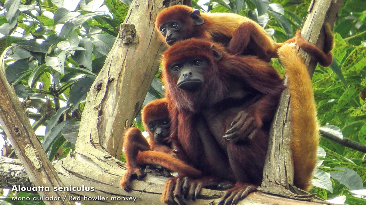 Recorrido De Un Día Al Santuario De La Flora Y Fauna Otún Quimbaya foto 3