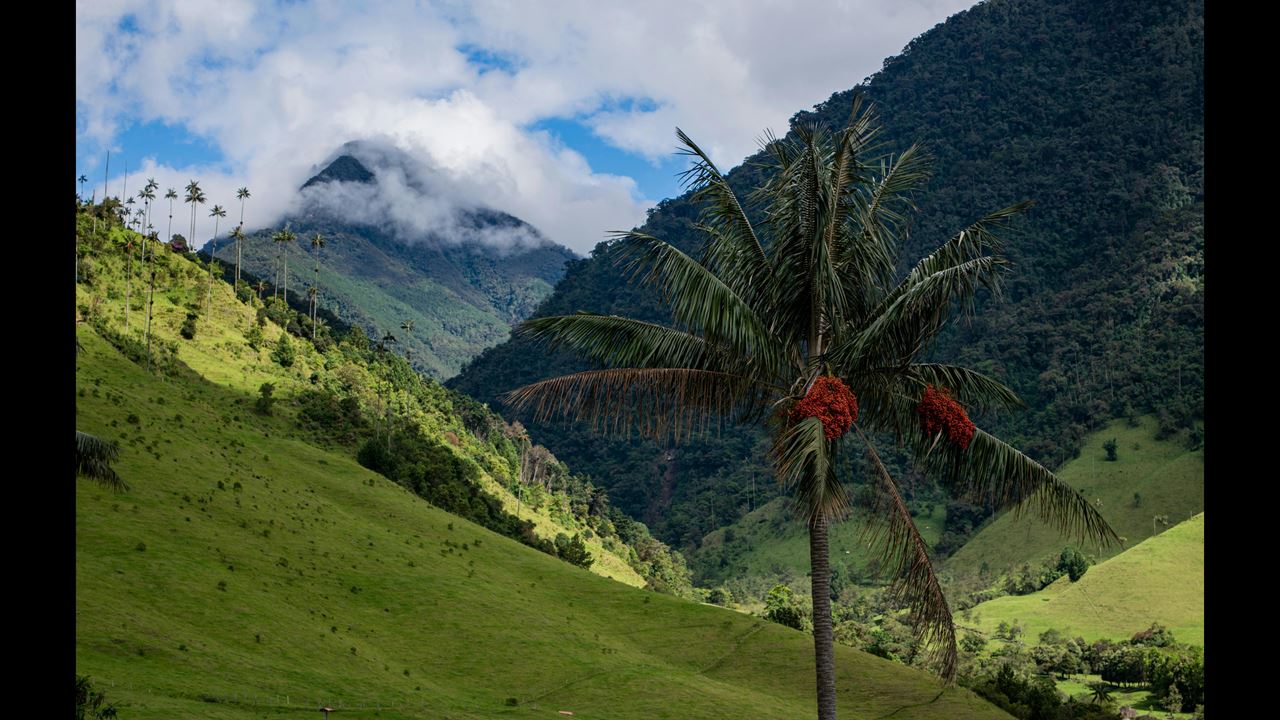 Senderismo En Valle De Cocora foto 4