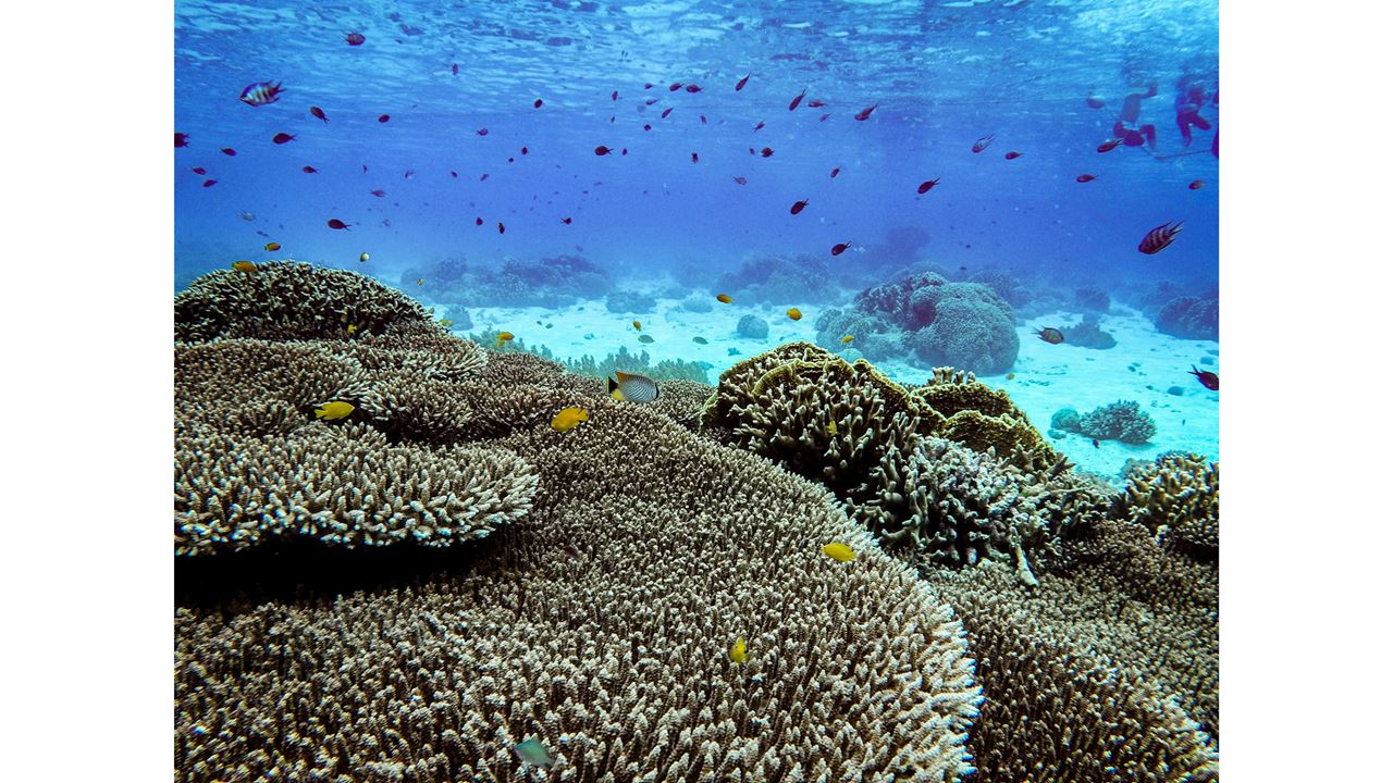 Snorkeling En Bahía Mayor foto 6