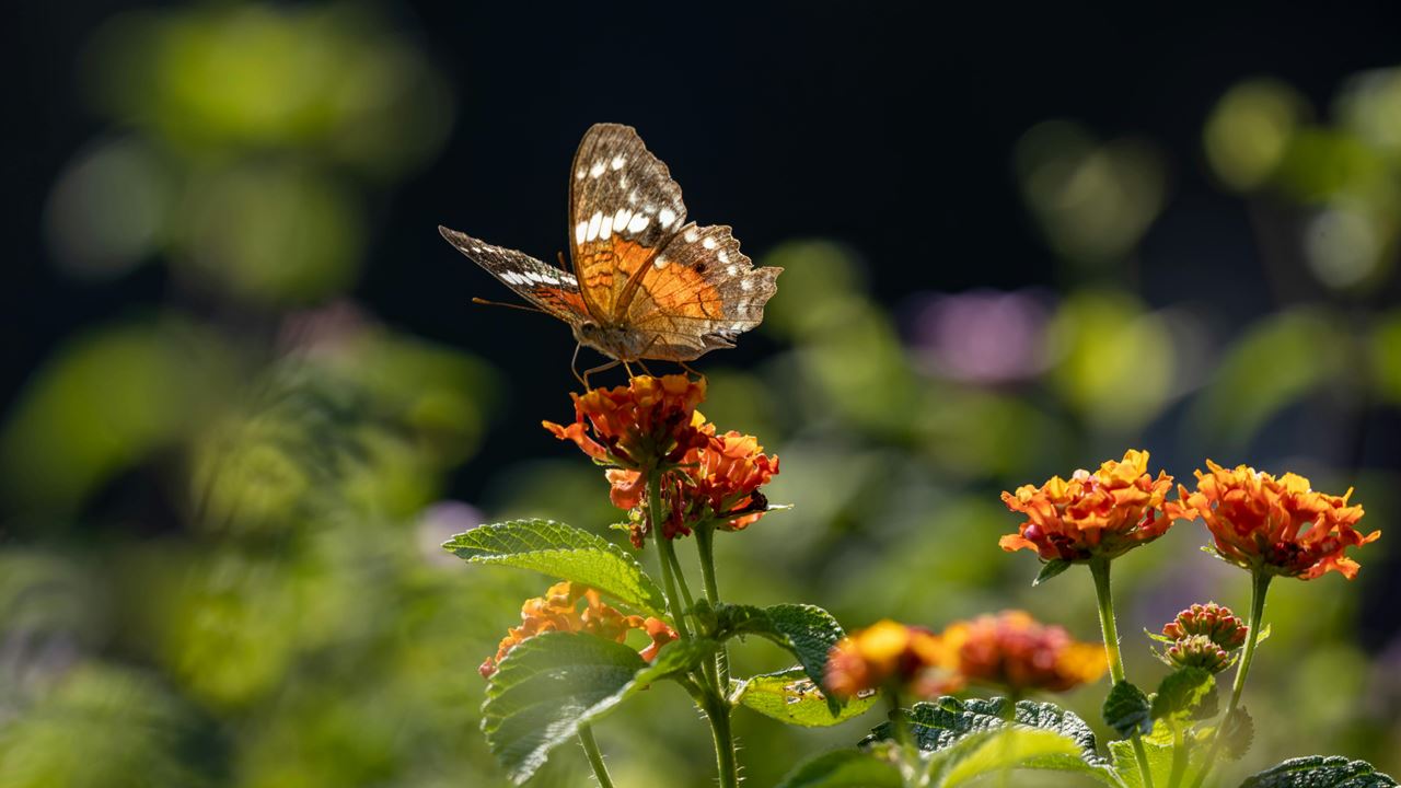 Visita Guiada Ao Jardim Botânico E Ao Jardim Das Borboletas De Quindío foto 2