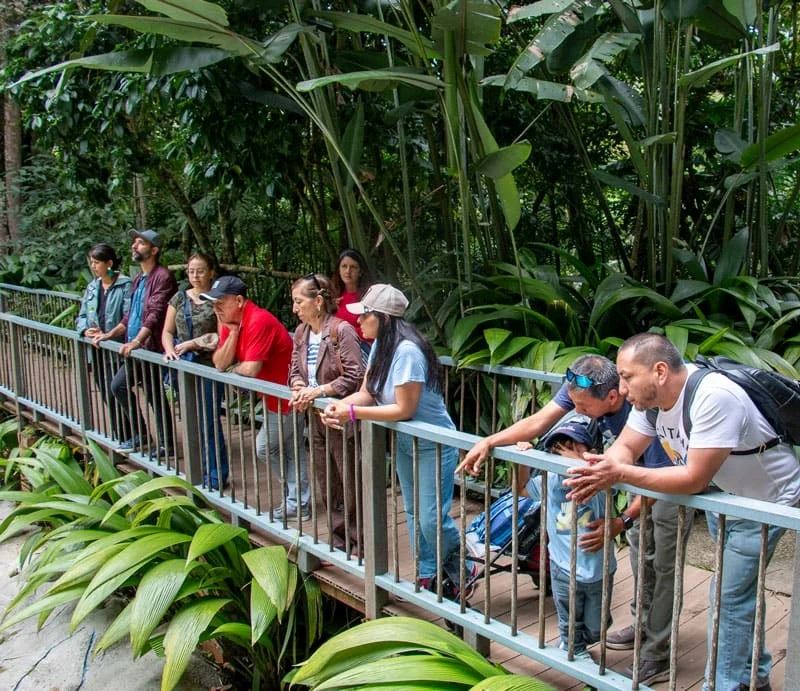 Visita Guiada Ao Jardim Botânico E Ao Jardim Das Borboletas De Quindío foto 3