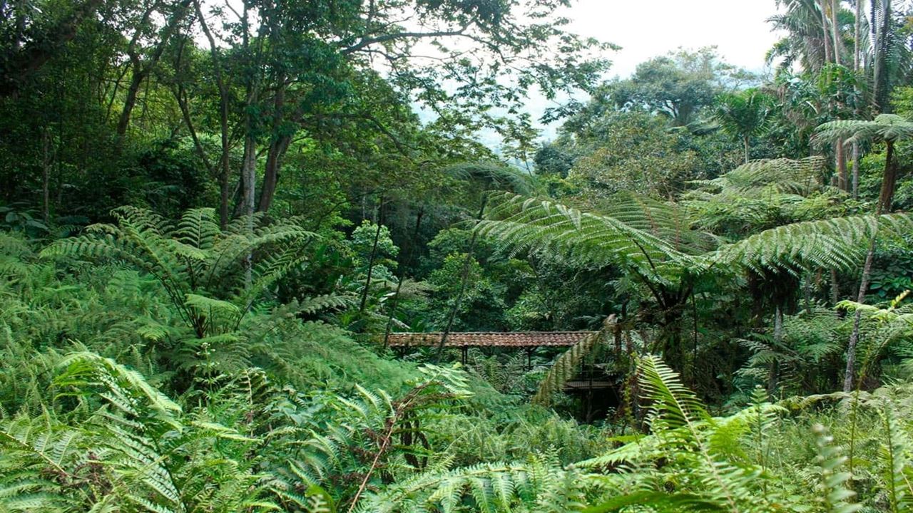 Visita Guiada Ao Jardim Botânico E Ao Jardim Das Borboletas De Quindío foto 10