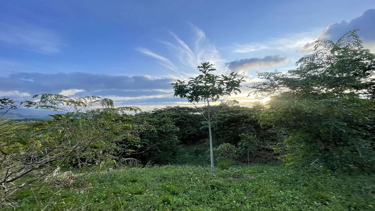 Visita Guiada Ao Jardim Botânico E Ao Jardim Das Borboletas De Quindío foto 4