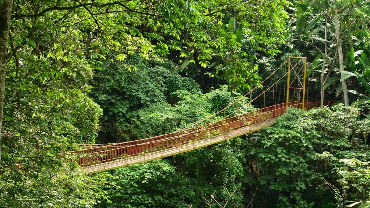 Visita Guiada Ao Jardim Botânico E Ao Jardim Das Borboletas De Quindío foto 11