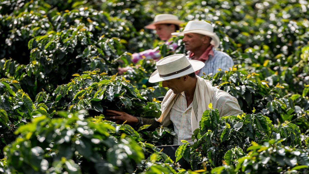 Essential Colombia 8 Days: Bogotá And The Coffee Region foto 3