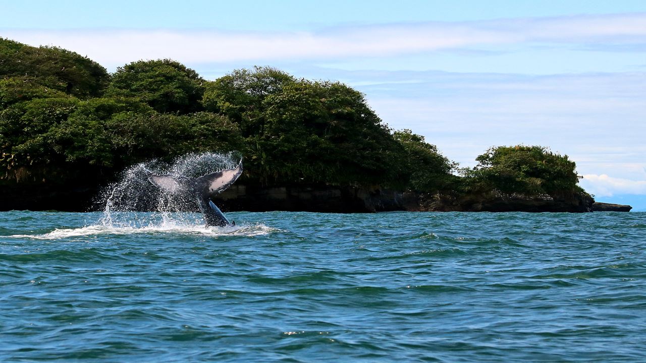Aventura En El Pacífico – De Cali A Bahía Málaga (4d/3n) foto 4