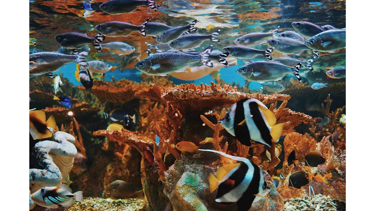 Passeio Para Johnny Cay E Aquário Natural foto 2