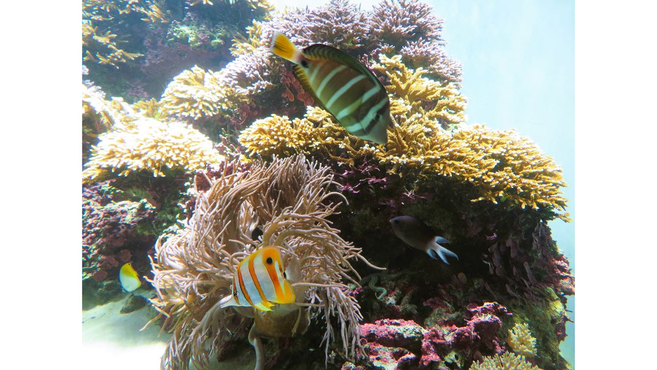 Passeio Para Johnny Cay E Aquário Natural foto 7