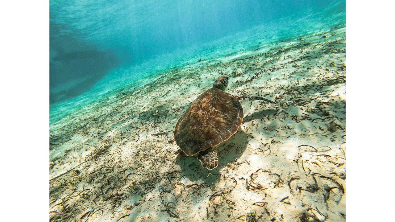 Passeio Para Johnny Cay E Aquário Natural foto 8