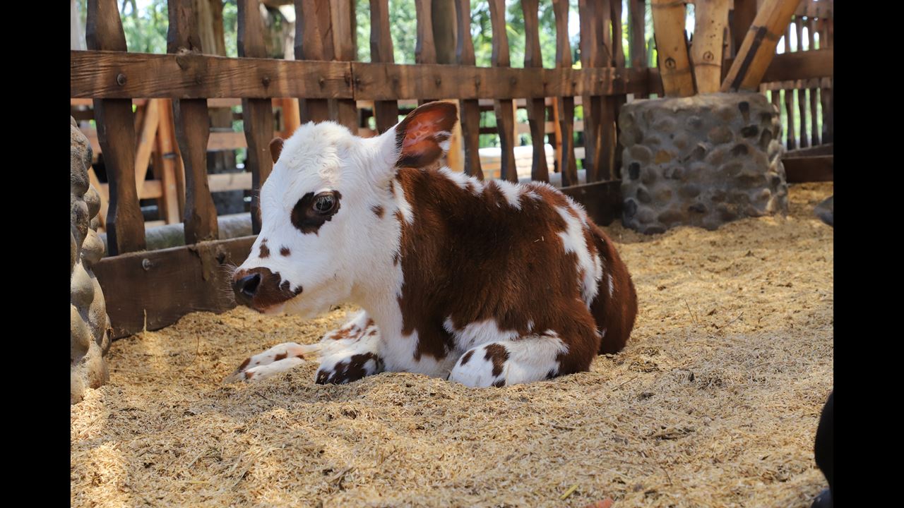 Passeio Ao Parque Panaca foto 5