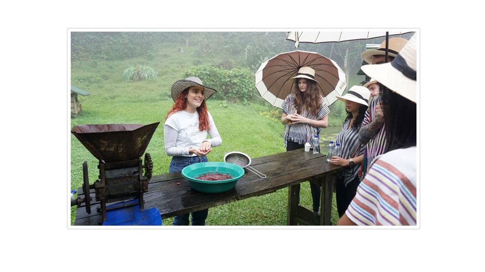 Tour De Café En Santa Elena foto 8