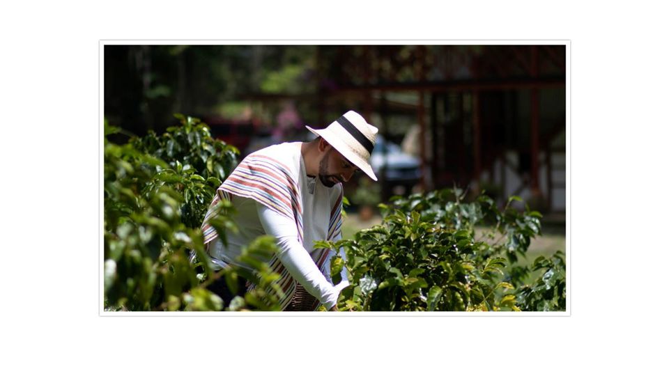 Tour De Café En Santa Elena foto 2