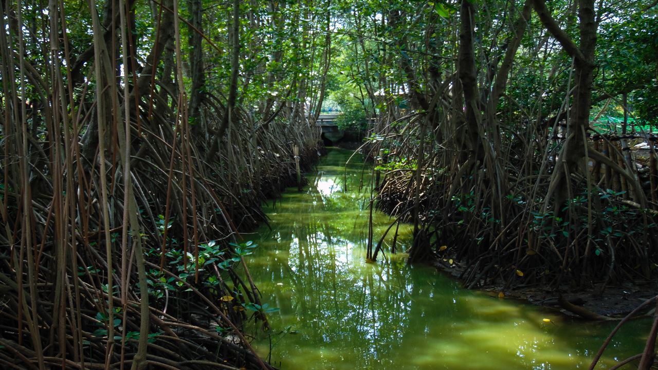 Canoe Tour Through The Mangroves Of The Boquilla (1)