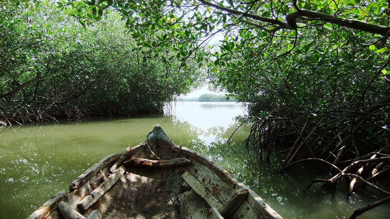 Canoe Tour Through The Mangroves Of The Boquilla (2)