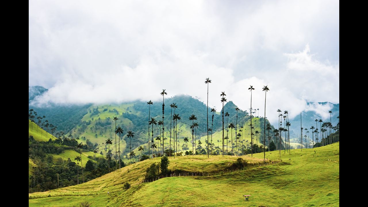 Tour Filandia, Salento Y Valle De Cocora foto 5