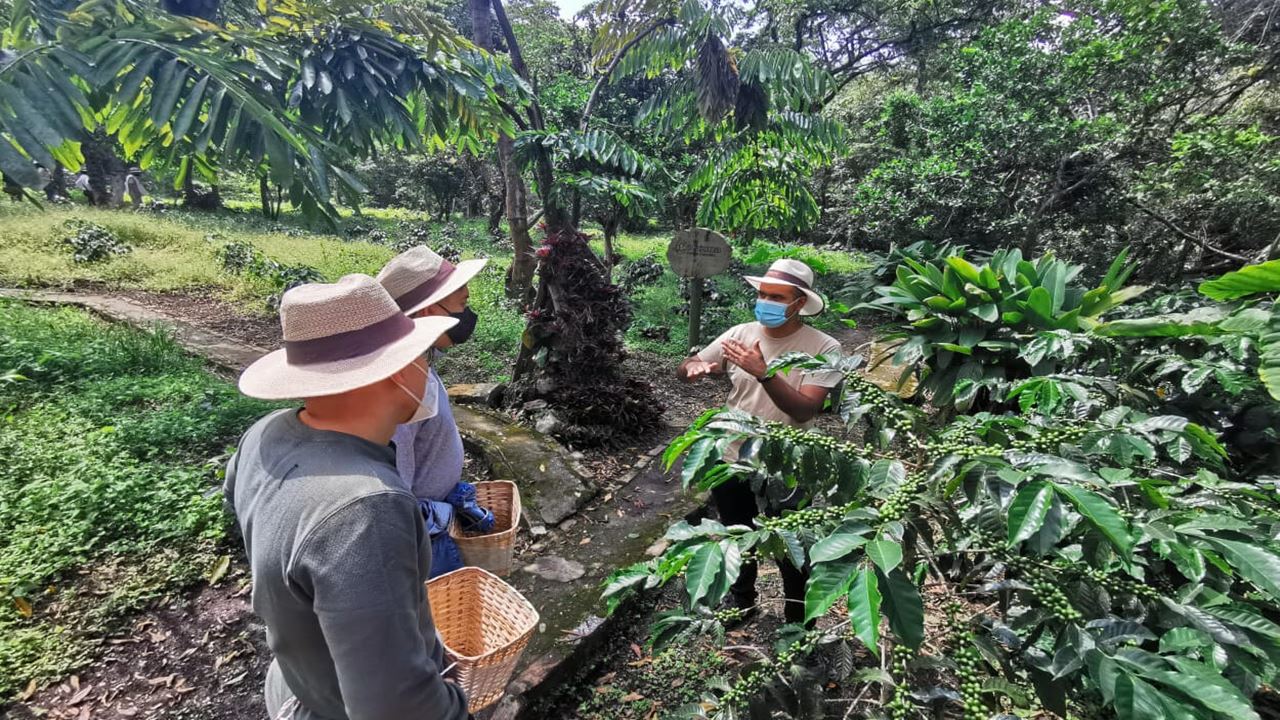 Group Tour To A Coffee Farm (3)