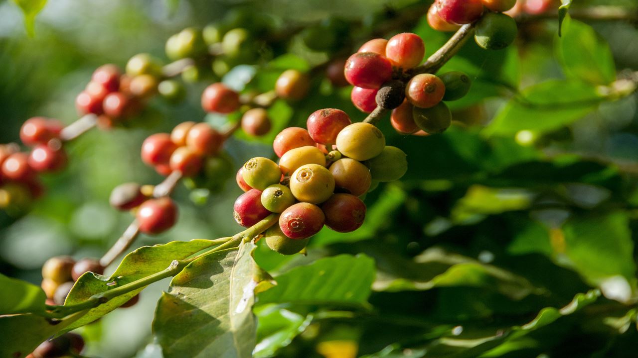 Group Tour To A Coffee Farm (5)