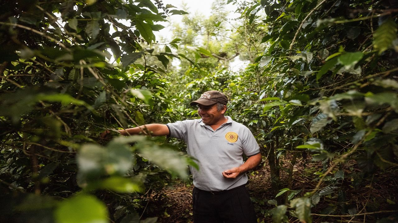 Group Tour To A Coffee Farm (4)