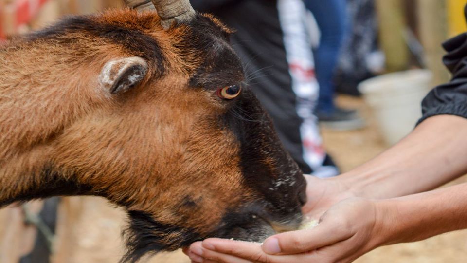 Passeio Pelo Norte De Antioquia: San Pedro, Entrerríos E Santa Rosa foto 4