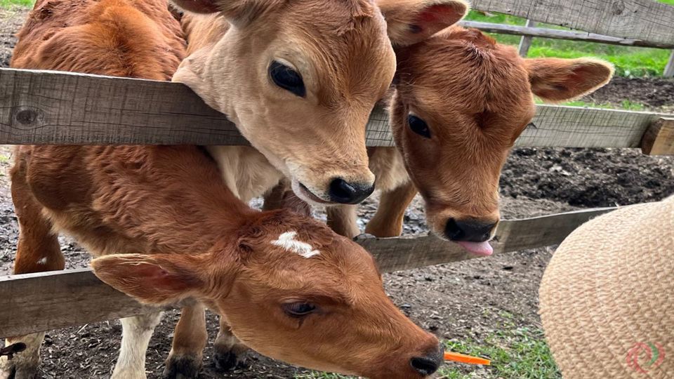 Passeio Pelo Norte De Antioquia: San Pedro, Entrerríos E Santa Rosa foto 5