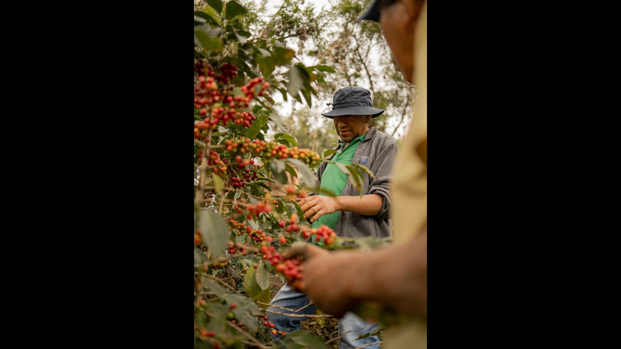 Tour De Café Tradicional foto 1