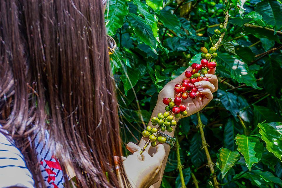 Tour De Café Tradicional foto 7