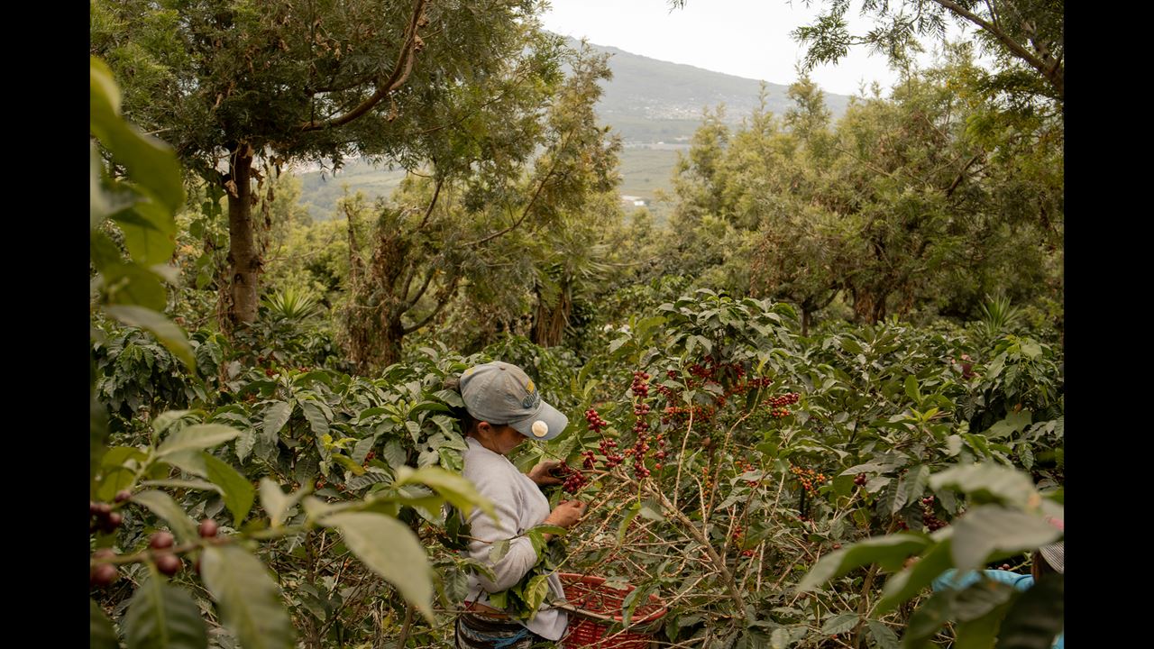 Tour De Café Tradicional foto 6