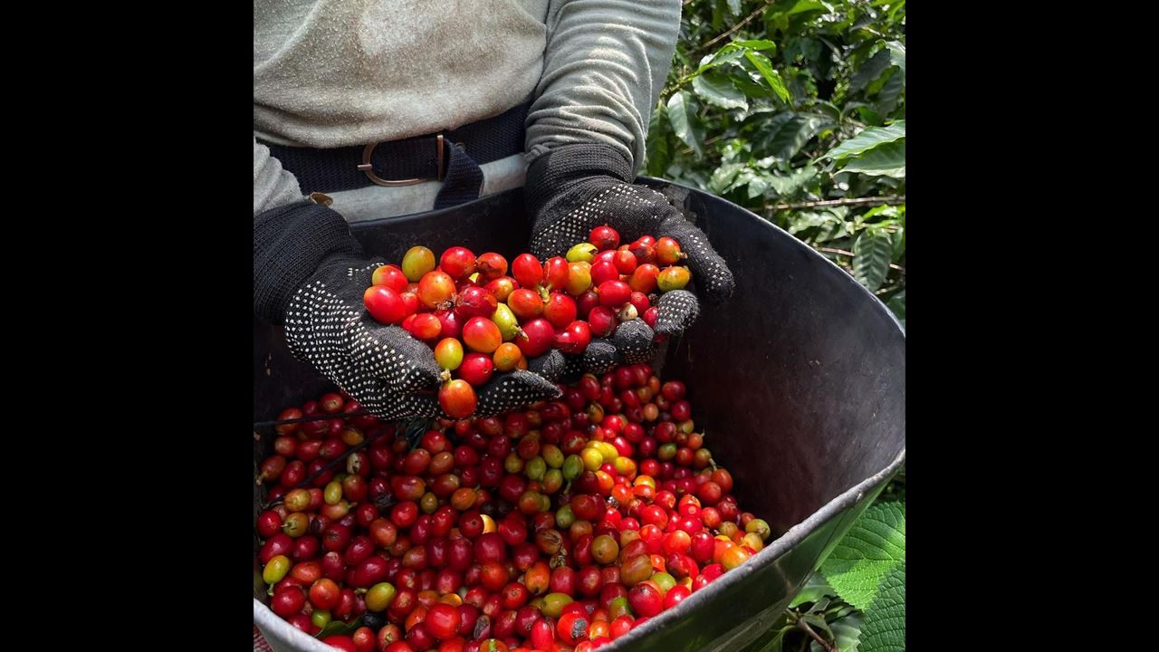 Visita A Uma Fazenda De Café Em Quindío foto 6