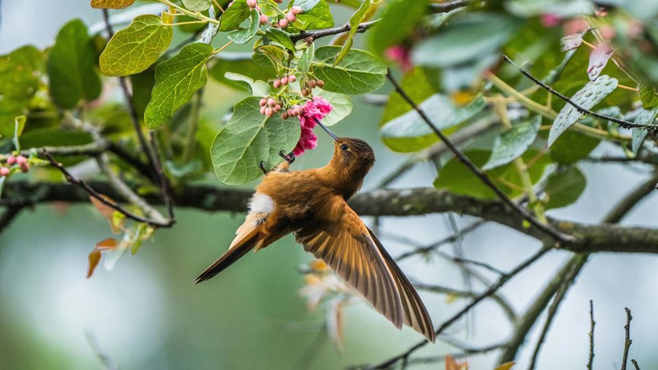 Visite O Jardim Botânico foto 6