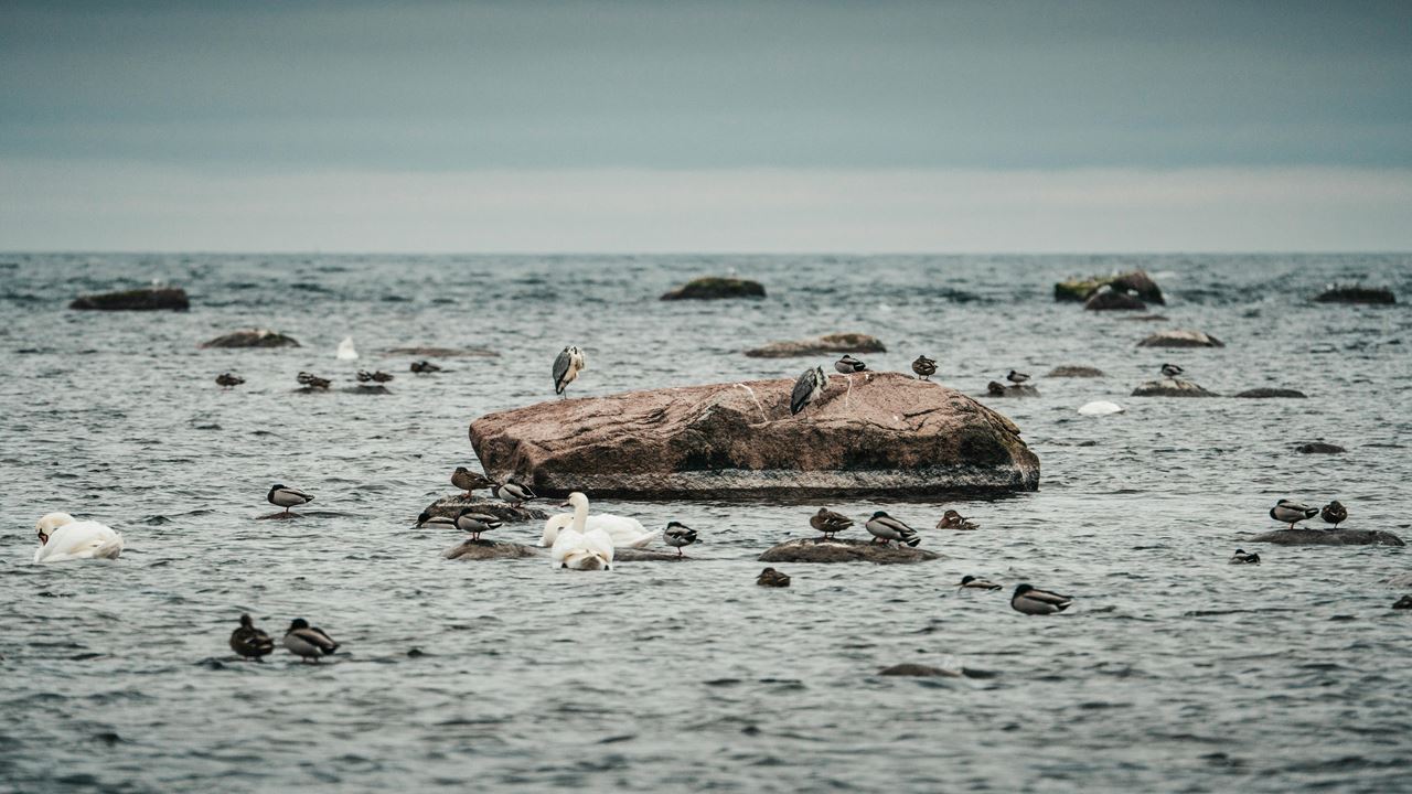 Visita Guiada Al Parque Ciénaga De Mallorquín foto 8