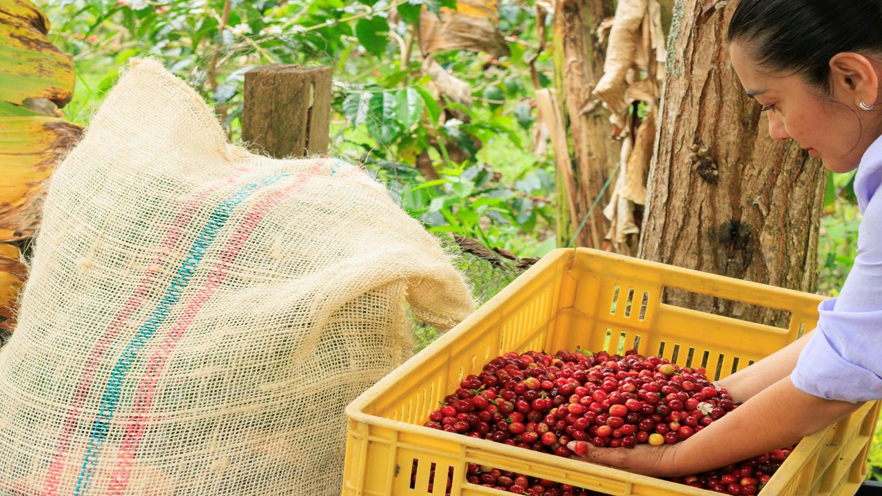 Coffee Experience In Santander