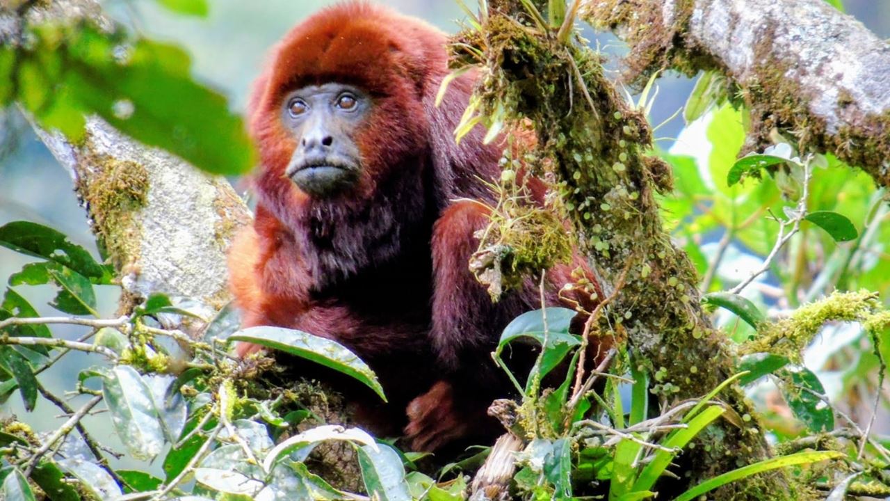 Senderismo En La Reserva Barbas Bremen
