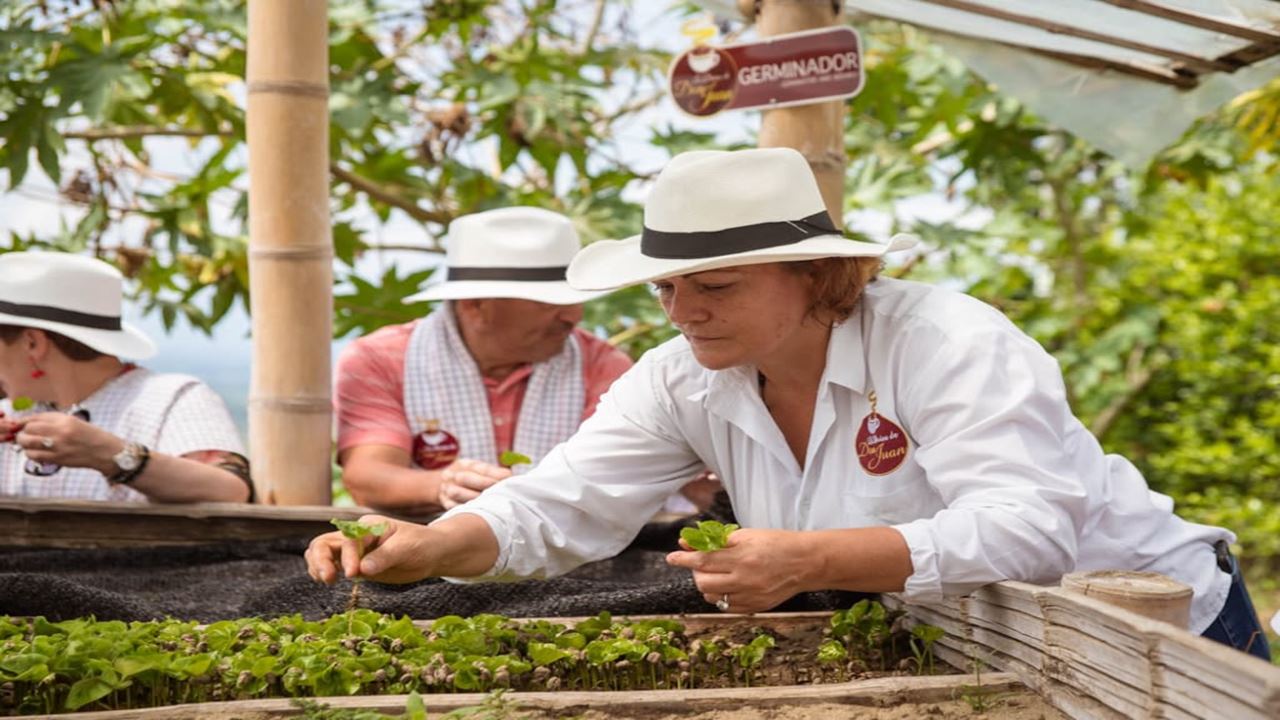 Siembra Un Árbol De Café En Finca Cafetera